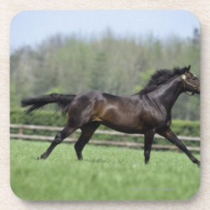 PferdeThoroughbreds, Wassl 1988, Getränkeuntersetzer