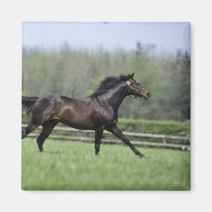 PferdeThoroughbreds, Wassl 1988, Magnet
