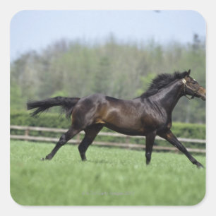 PferdeThoroughbreds, Wassl 1988, Quadratischer Aufkleber