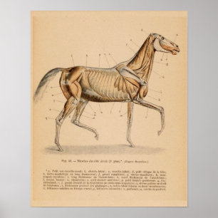 Pferdetiefe Muskel-Anatomie-französischer Vintager Poster