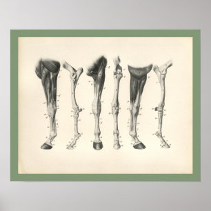 Pferdeveterinärbein-Knochen-Muskel-Anatomie-Druck Poster