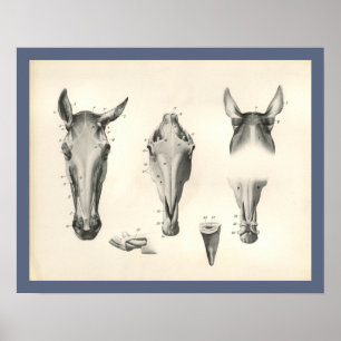 Pferdeveterinärschädel-Kopf-Muskel-Anatomie-Druck Poster