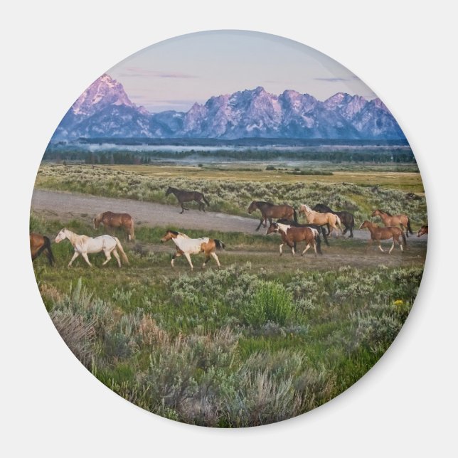 Pferdewanderung Magnet (Vorne)