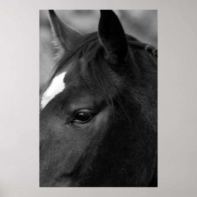 Pferdewapcn Poster (Vorne)