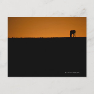 Pferdeweide auf dem Kentucky-Bauernhof Postkarte