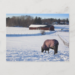 Pferdeweiden auf einem verschneiten Feld auf Ekero Postkarte