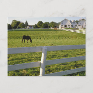 Pferdeweiden im landwirtschaftlichen Betrieb Postkarte