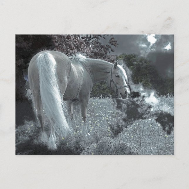 Pferdeweiden im Mondlicht Postkarte (Vorderseite)