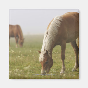 PferdeWildblumewiesenmorgen-Nebel Klavier Magnet
