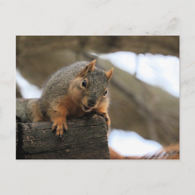 Pfft Postkarte (Vorderseite)