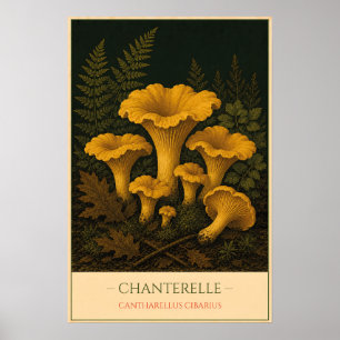 Pfifferling – Botanische Vintage-Illustration Poster