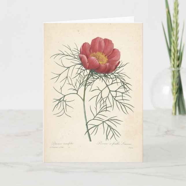 Pfingstrose durch Redoute Vintage botanische Dankeskarte (Vorderseite)