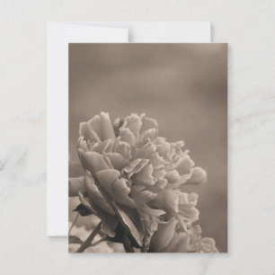 Pfingstrose Einzelnes Sepia Postkarte