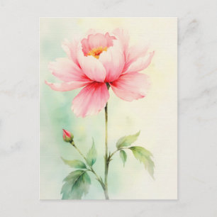 Pfingstrose Rosa Postkarte