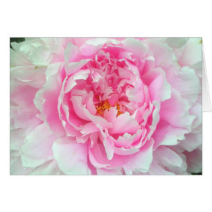 Pfingstrose 'Sarah Bernhardt