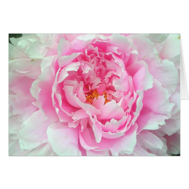 Pfingstrose 'Sarah Bernhardt (Vorderseite (Horizontal))