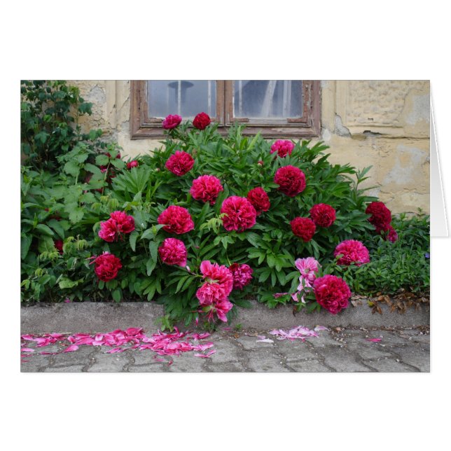 Pfingstrosen (Vorderseite (Horizontal))