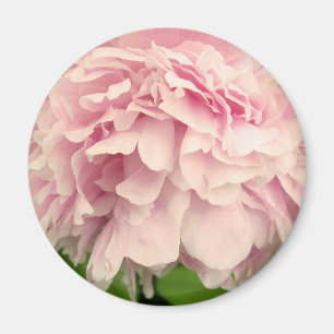 Pfingstrosen-Blumenblätter Magnet