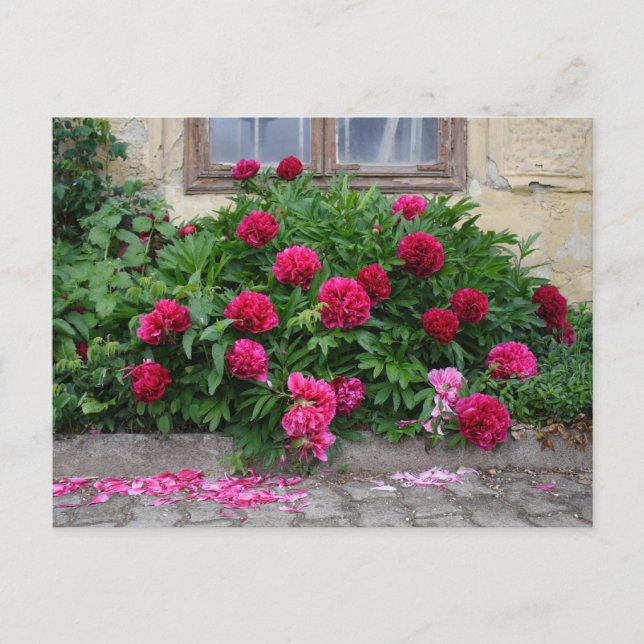 Pfingstrosen Postkarte (Vorderseite)