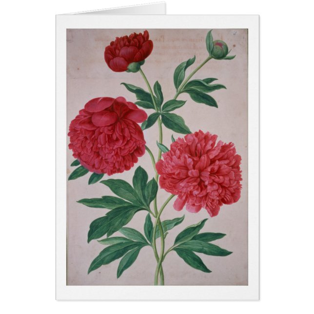 Pfingstrosen, überziehen 46 vom NassauFlorilegium (Vorne)