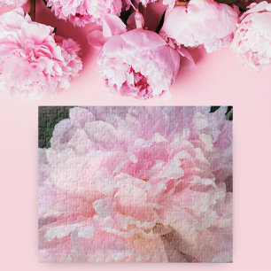 Pfingstrosenblüte