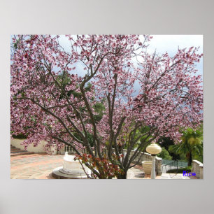 Pfirsich-Baum in der Blüte - Hearst Schloss 2005 Poster