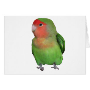 Pfirsich-gesichtiger Lovebird
