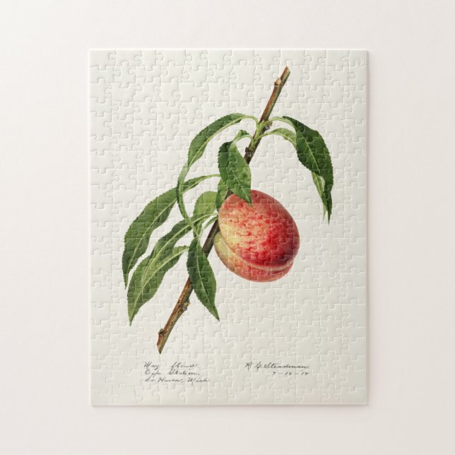 Pfirsich (Prunus Persica) Fruchtfarben (Vertikal)