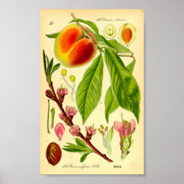 Pfirsich (Prunus persica) Poster