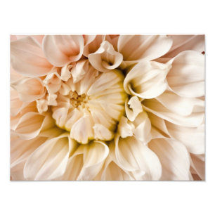 Pfirsich, Rosa, Weiß u. Sahnedahlie-Hintergrund Fotodruck