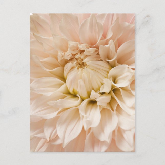 Pfirsich, Rosa, Weiß und Creme Dahlia - Dahlias Postkarte (Vorderseite)