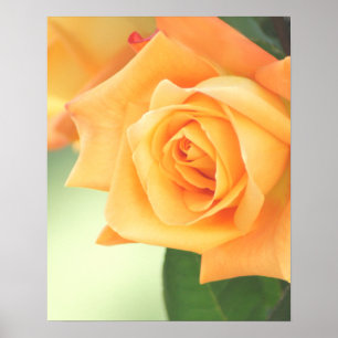 Pfirsich-Rosen-Plakat wählen Größe Poster