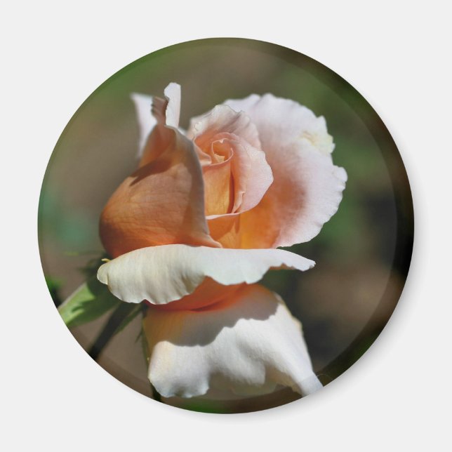 Pfirsich-Rosenknospe-Blumen-Fotografie-Magnet Magnet (Vorne)