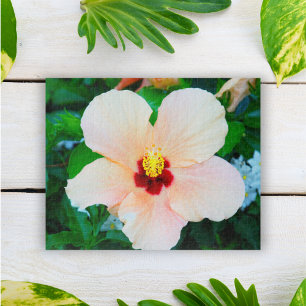 Pfirsich-Tropischer Hibiskus aus Venedig, Italien