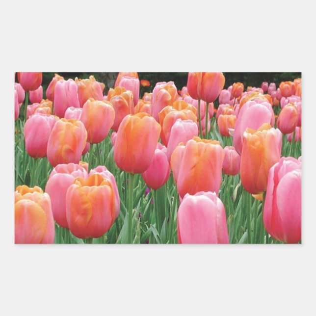 Pfirsich und Pink Tulips Rechteckiger Aufkleber (Vorderseite)