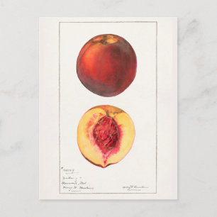 Pfirsiche (Prunus Persica) Frucht Aquarellmalerei Postkarte