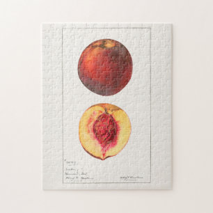 Pfirsiche (Prunus Persica) Fruchtfarben