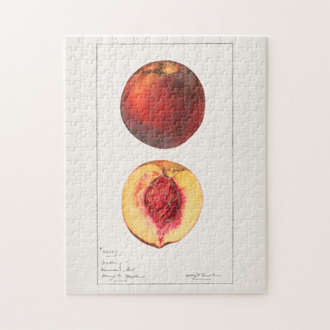 Pfirsiche (Prunus Persica) Fruchtfarben (Vertikal)