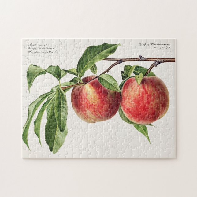 Pfirsiche (Prunus Persica) Fruchtfarben (Horizontal)