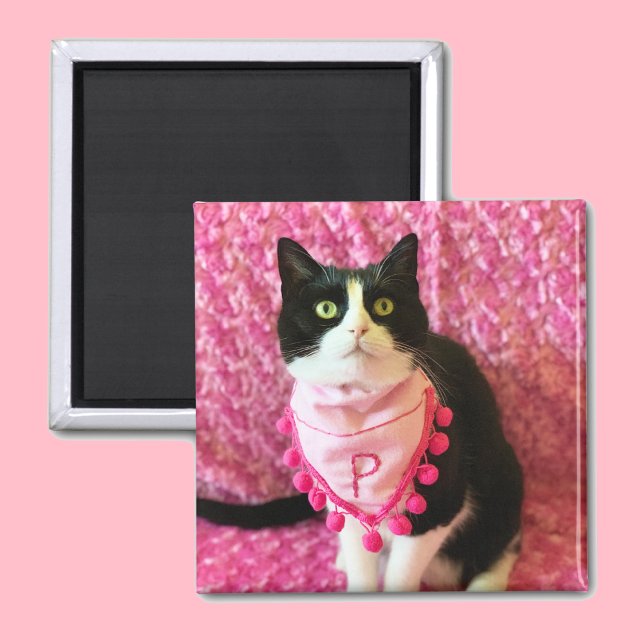 Pfirsiche Tuxedo Cat Pink Magnet (Von Creator hochgeladen)
