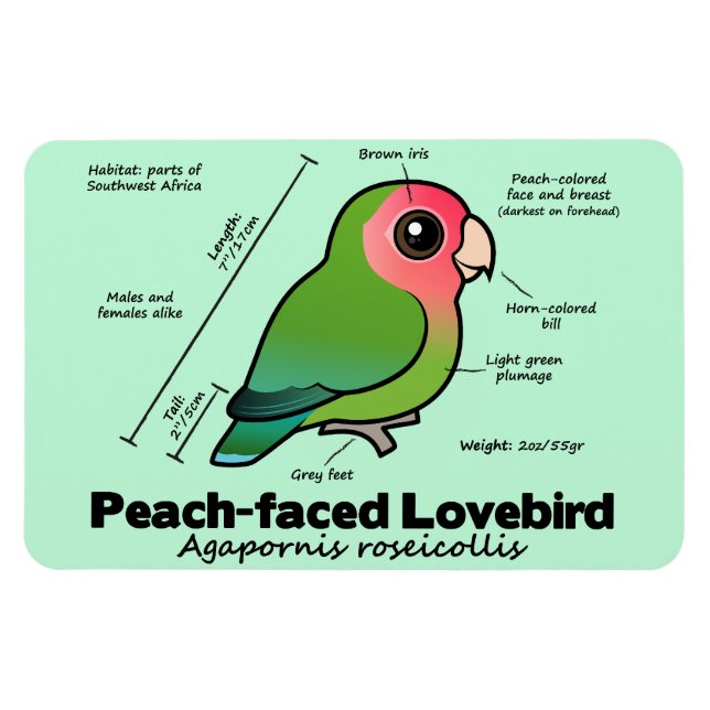 Pfirsichfarbene Lovebird-Statistiken Magnet (Horizontal)
