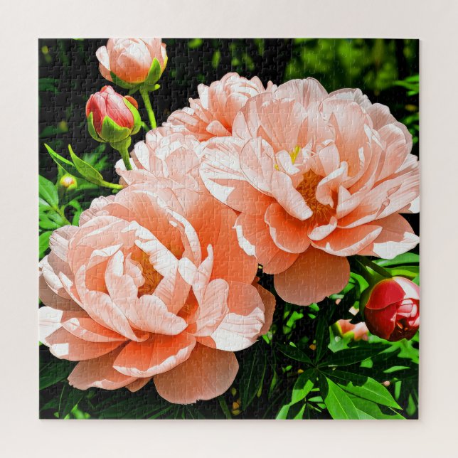 Pfirsichfarbene Pfingstrosenblüten  (Vertikal)