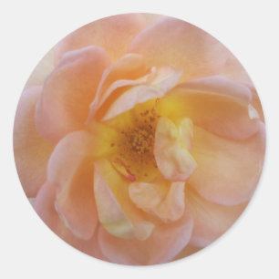Pfirsichfarbene Rose Runder Aufkleber