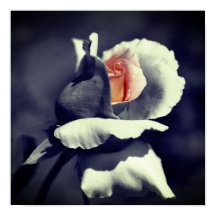 Pfirsichfarbene Rosenknospe in Schwarz-Weiß-Teilfa