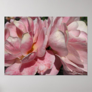 Pfirsichpfirsiche auf rosa Rosenplakat Poster