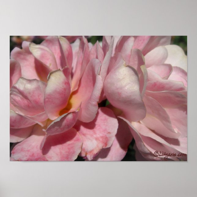 Pfirsichpfirsiche auf rosa Rosenplakat Poster (Vorne)