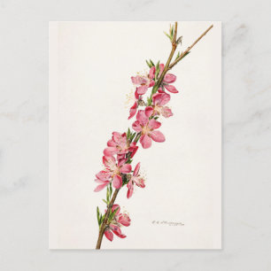 Pfirsichrosa Blumen Aquarellmalerei Postkarte