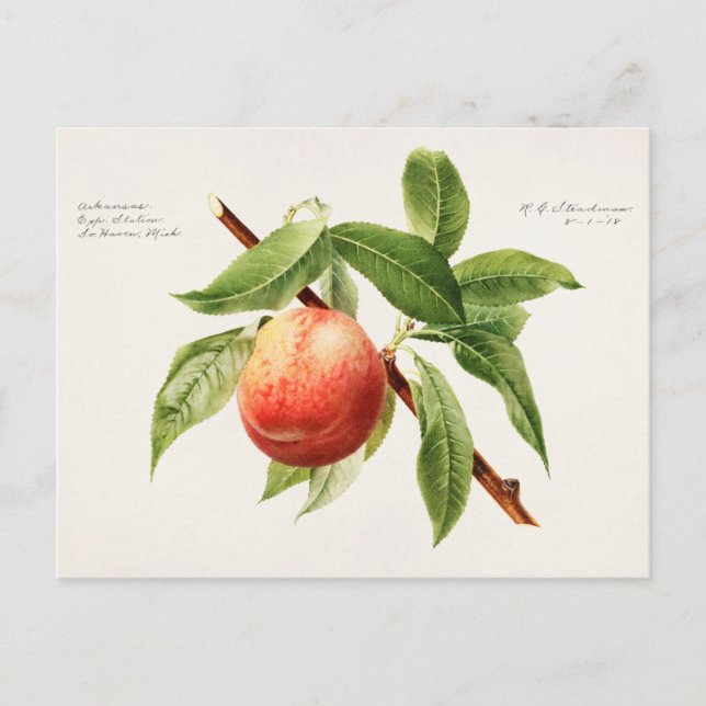 Pfirsichstrauch (Prunus Persica) Postkarte (Vorderseite)