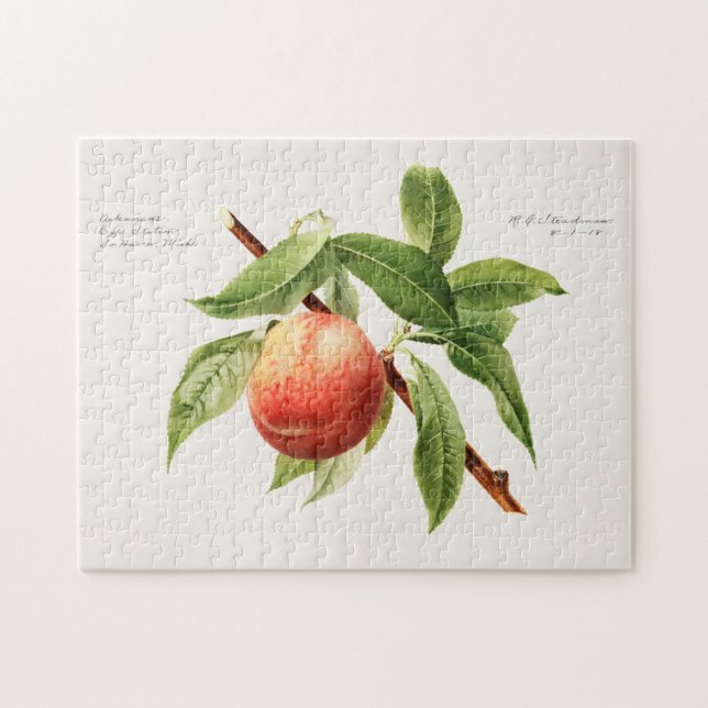 Pfirsichzweig (Prunus Persica) Fruchtmalerei (Horizontal)