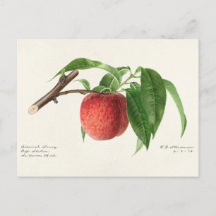 Pfirsichzweig (Prunus Persica) Fruchtmalerei Postkarte